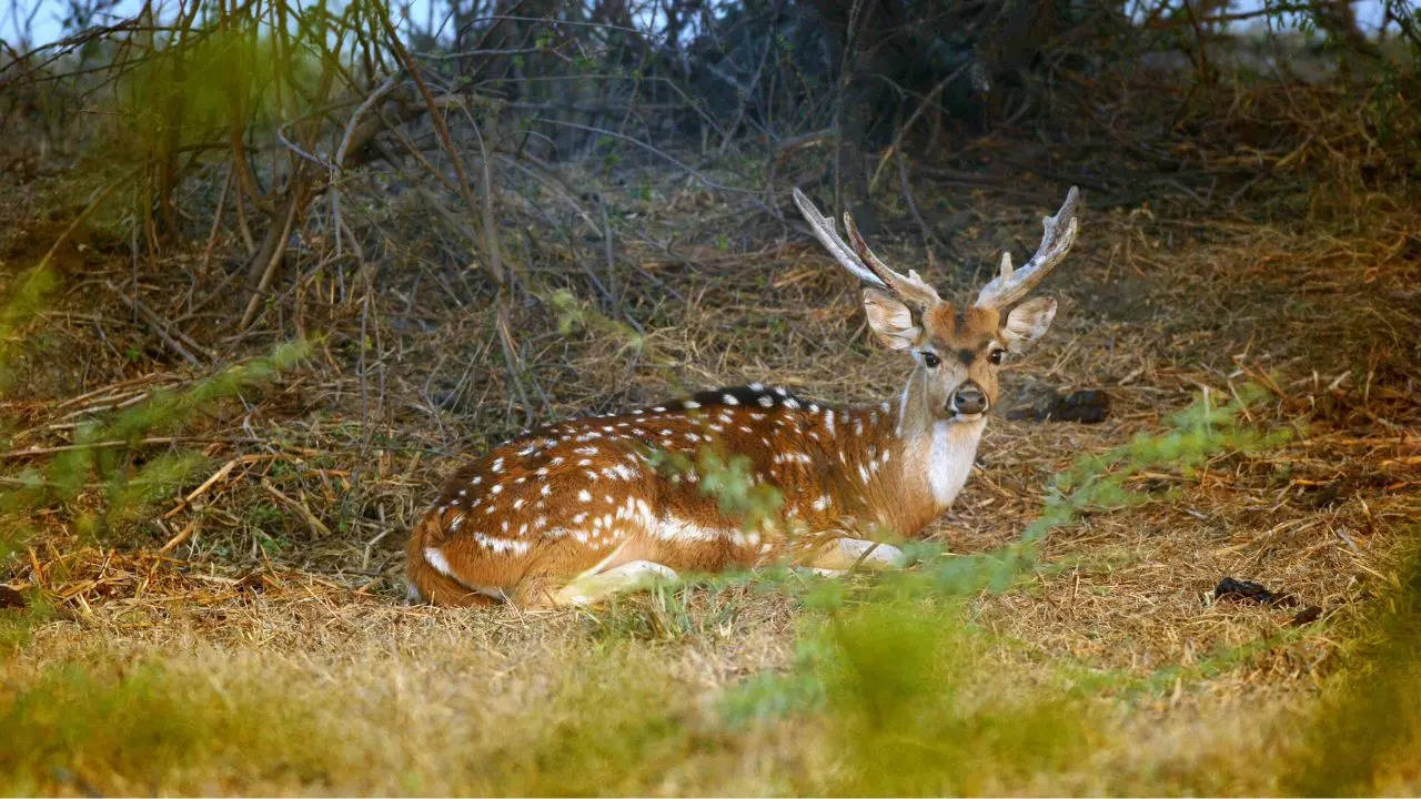 Favourite Travel Destinations Of Ambanis: These Wildlife Vacation Spots ...