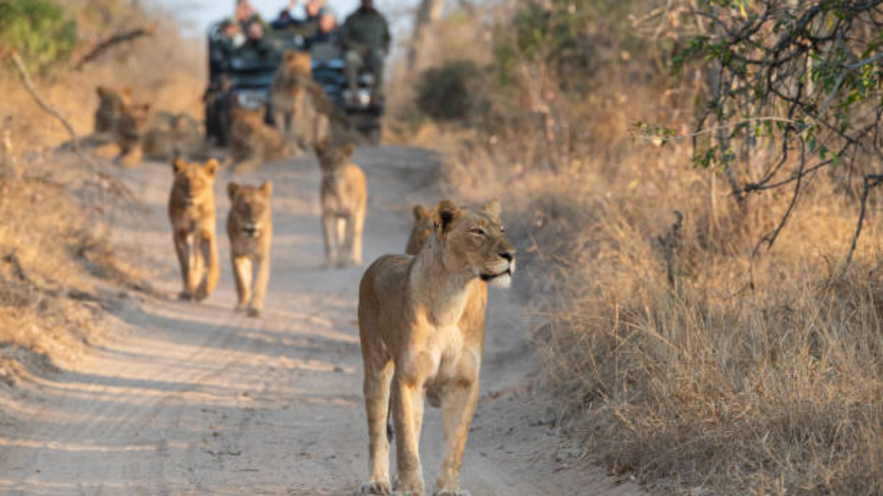 Kruger National Park South Africa