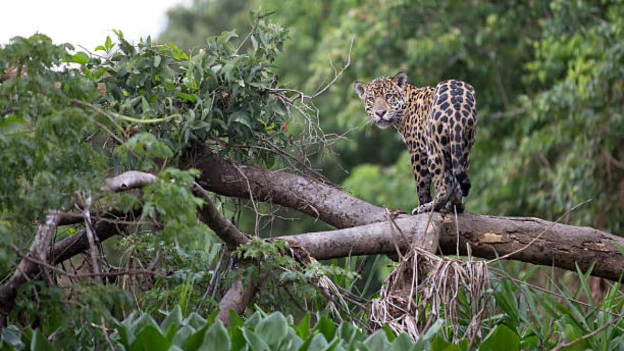 The Pantanal Brazil