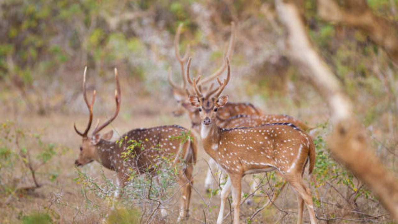 Yala National Park Sri Lanka