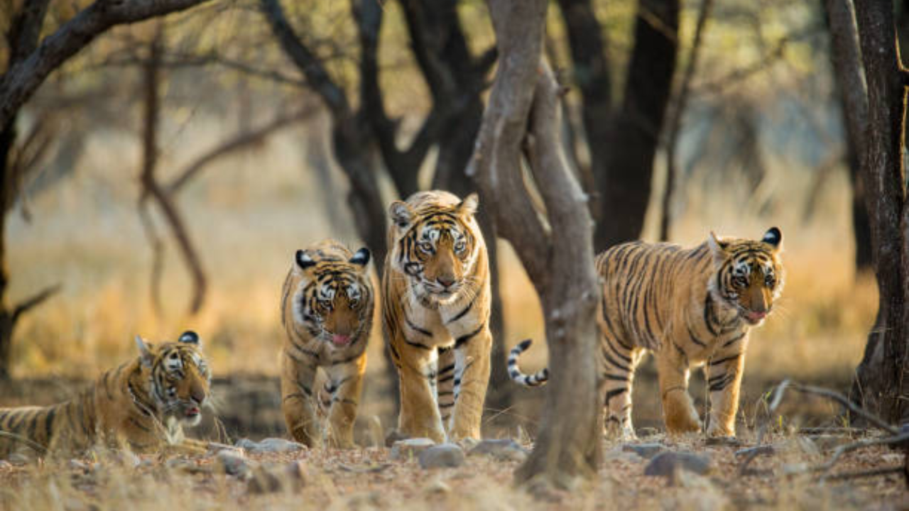 Ranthambore National Park India