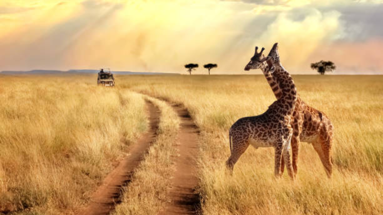 Serengeti National Park Tanzania