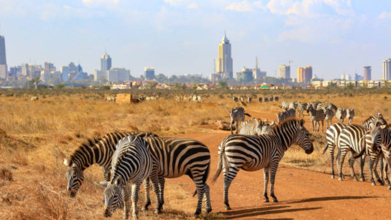 Nairobi National Park Kenya