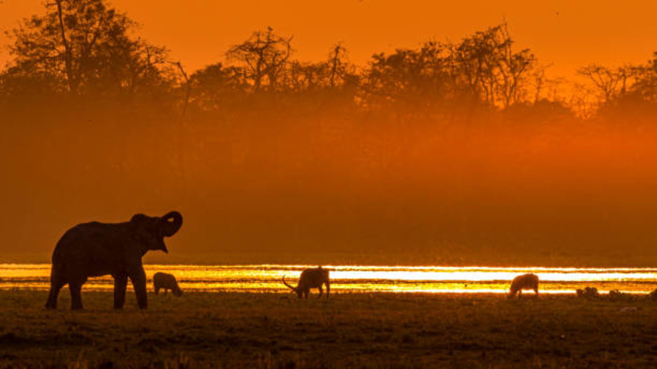 Kaziranga National Park India