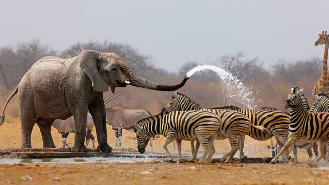 Etosha National Park Namibia