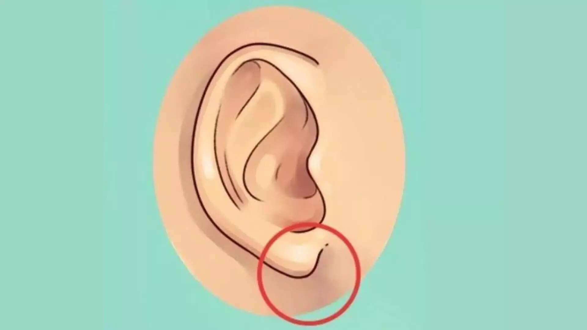 உ ங்கள் காதுமடல்கள் கூட நீங்கள் யார் என்று சொல்லுமாம்.... நீங்கள் ...