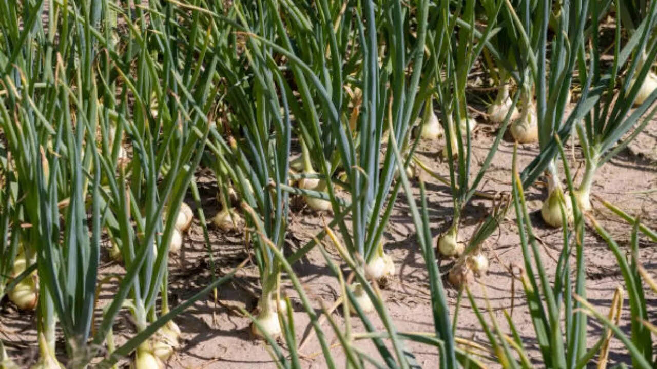 Riyawan Garlic From Madhya Pradesh Ratlam Gets GI Tag Food News News