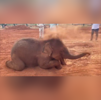 Watch Baby Elephant Plays Holi In His Style And It Is The Cutest Thing On Internet