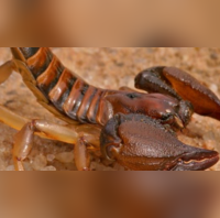 Scorpion Stings US Man On His Private Area While Sleeping Felt Like Sharp Knife