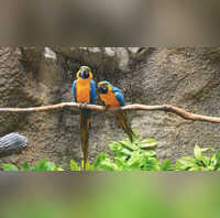 What Is Parrot Fever Which Has Caused 5 Deaths In Europe Causes And Symptoms Of This Infection