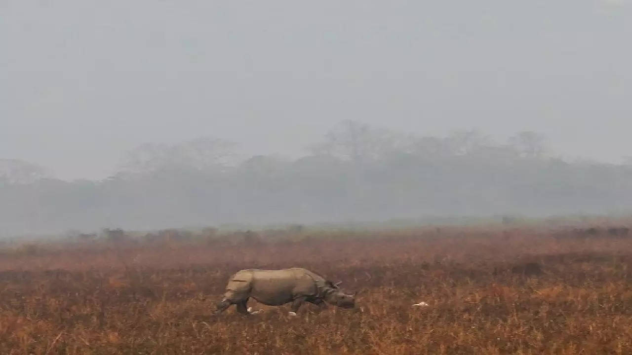 एक शिंगी गेंड्यांसाठी प्रसिद्ध