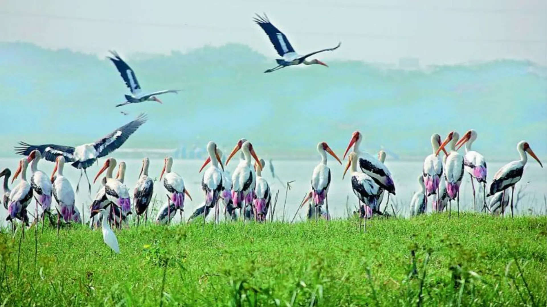 வெள்ளோடு பறவைகள் சரணாலயம்