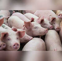 First Pig Kidney Transplant In A Person Know What It Means