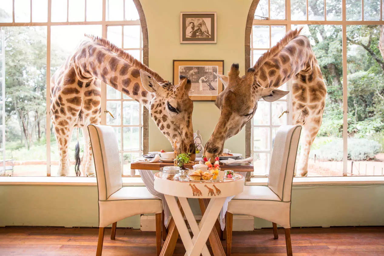 Breakfast with giraffes Credit safaricollectioncom