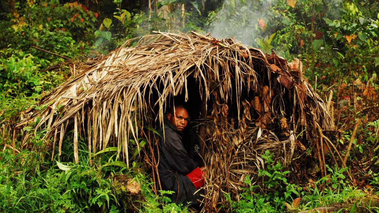 Tobacco Trees In Papua New Guinea