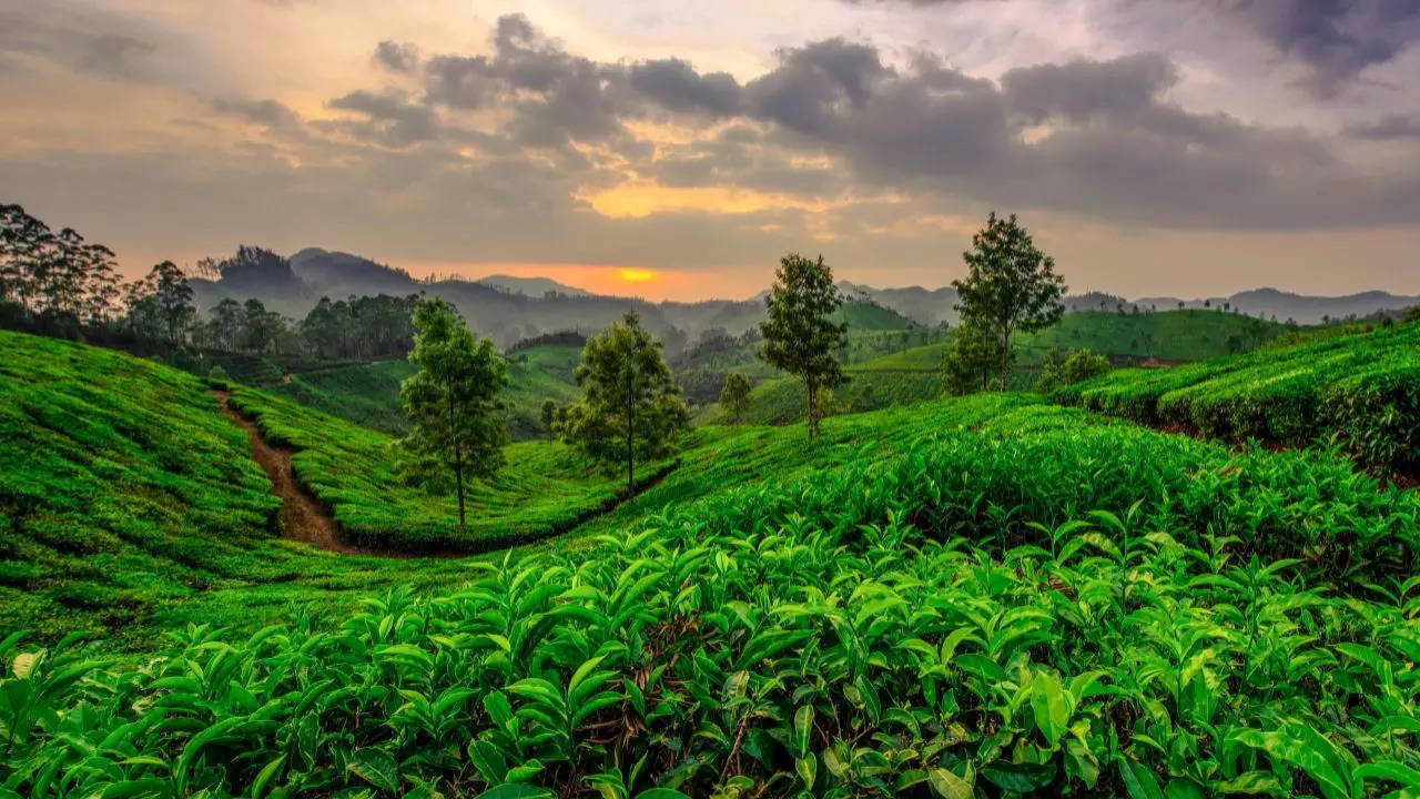 Munnar Kerala Tea Garden Retreat 