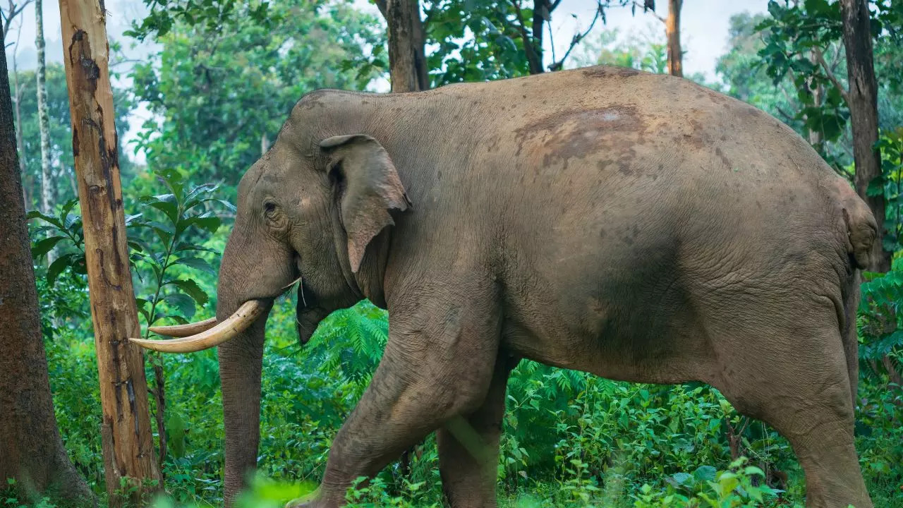 Wayanad Kerala