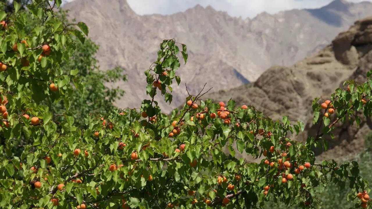 Explore The Beauty Of Ladakhs Apricot Blossom Festival In April