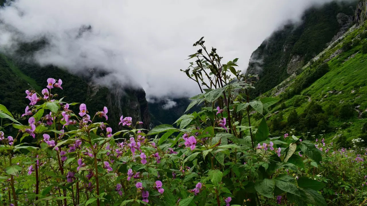 Flower Valleys Of India