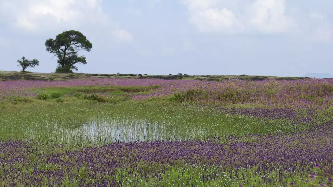 Kaas Plateau Maharashtra