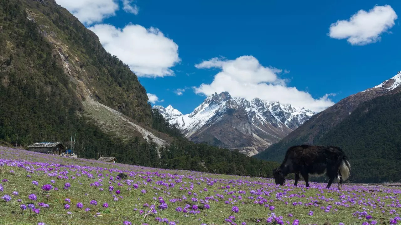 Yumthang Valley Sikkim