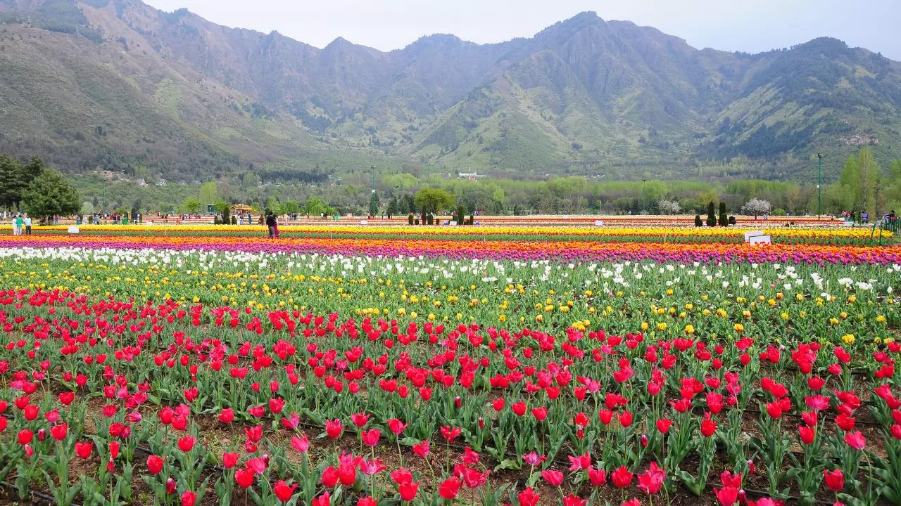 Tulip Garden Kashmir