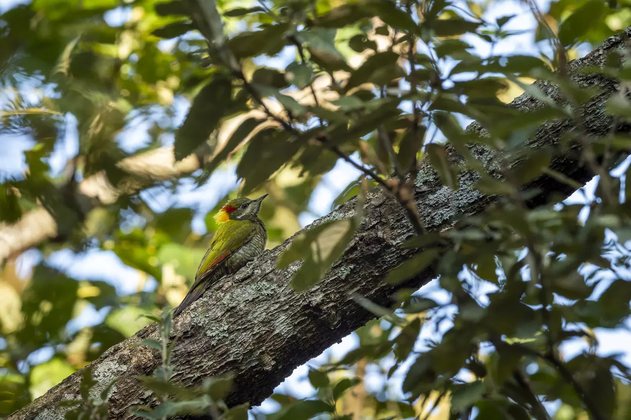 Binsar Wildlife Sanctuary