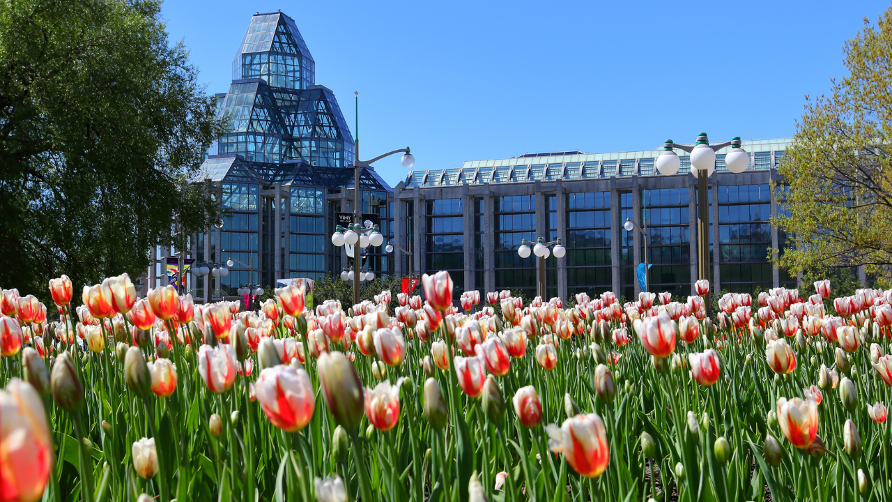 Ottawa Tulip Festival Canada