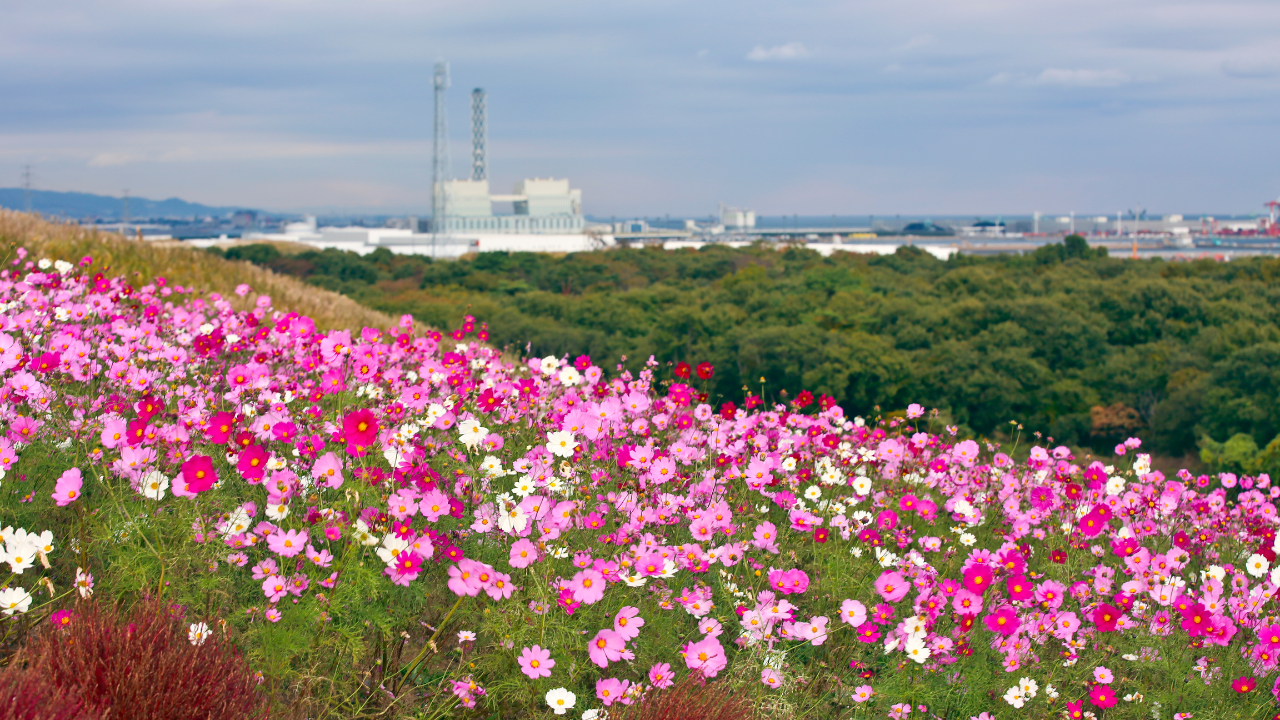 8 Most Beautiful Tulip Gardens In The World