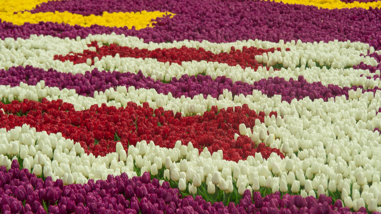 Istanbul Tulip Festival Turkey