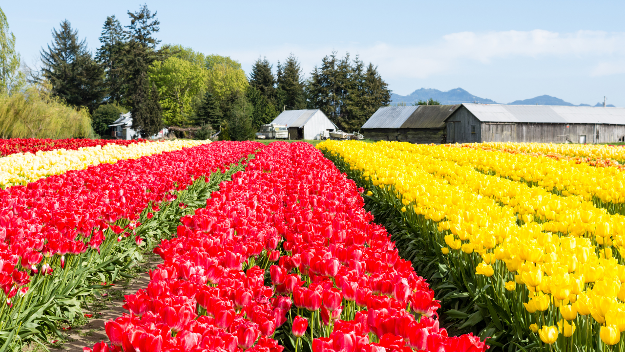 Skagit Valley Tulip Fields USA