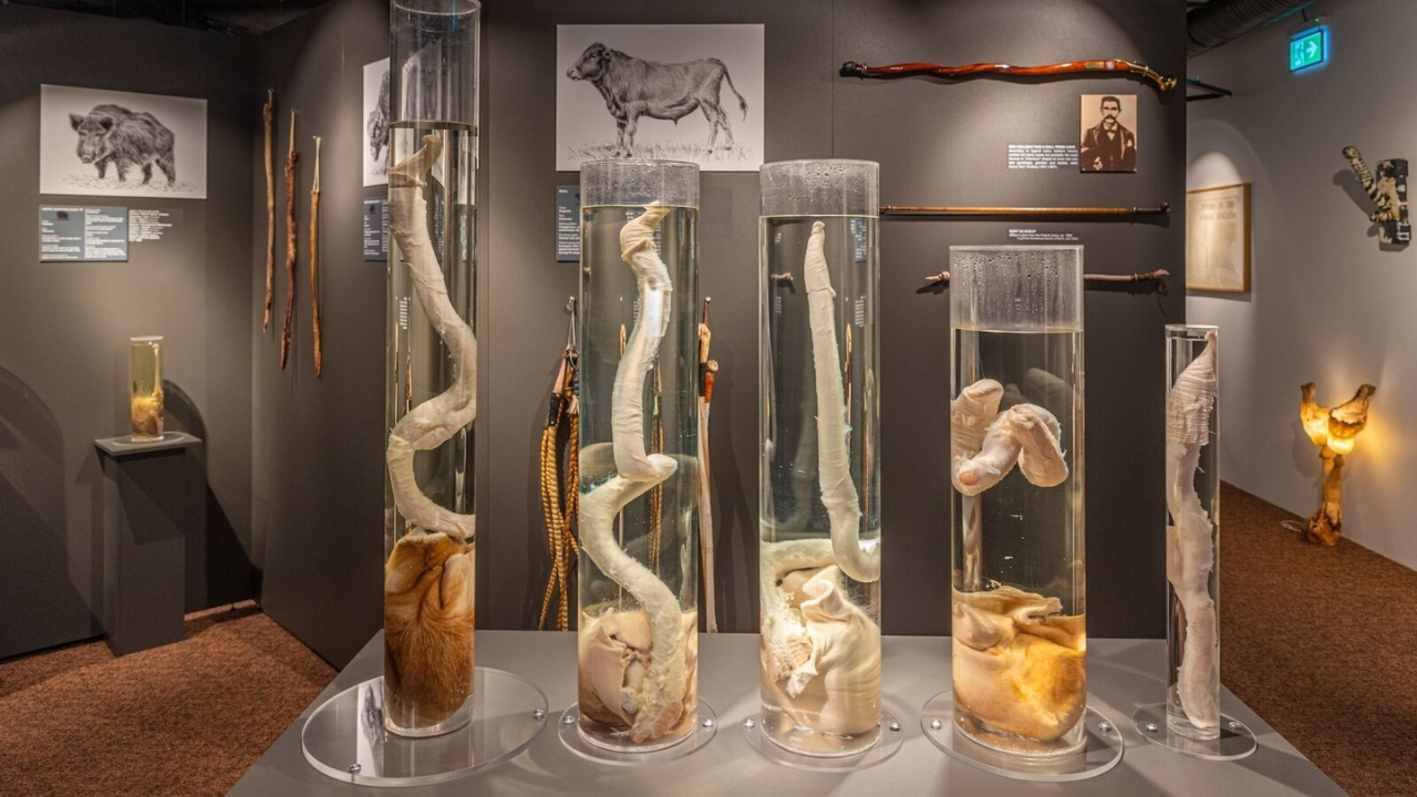 The Icelandic Phallological Museum - Reykjavik Iceland