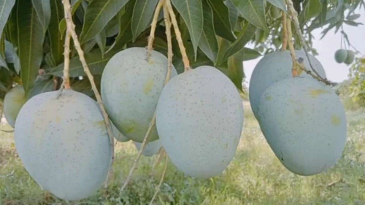 Dudhiya Malda | Heard Of Patna's Dudhiya Malda, The Delightful Mango ...