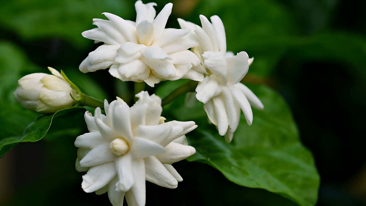 Jasmine