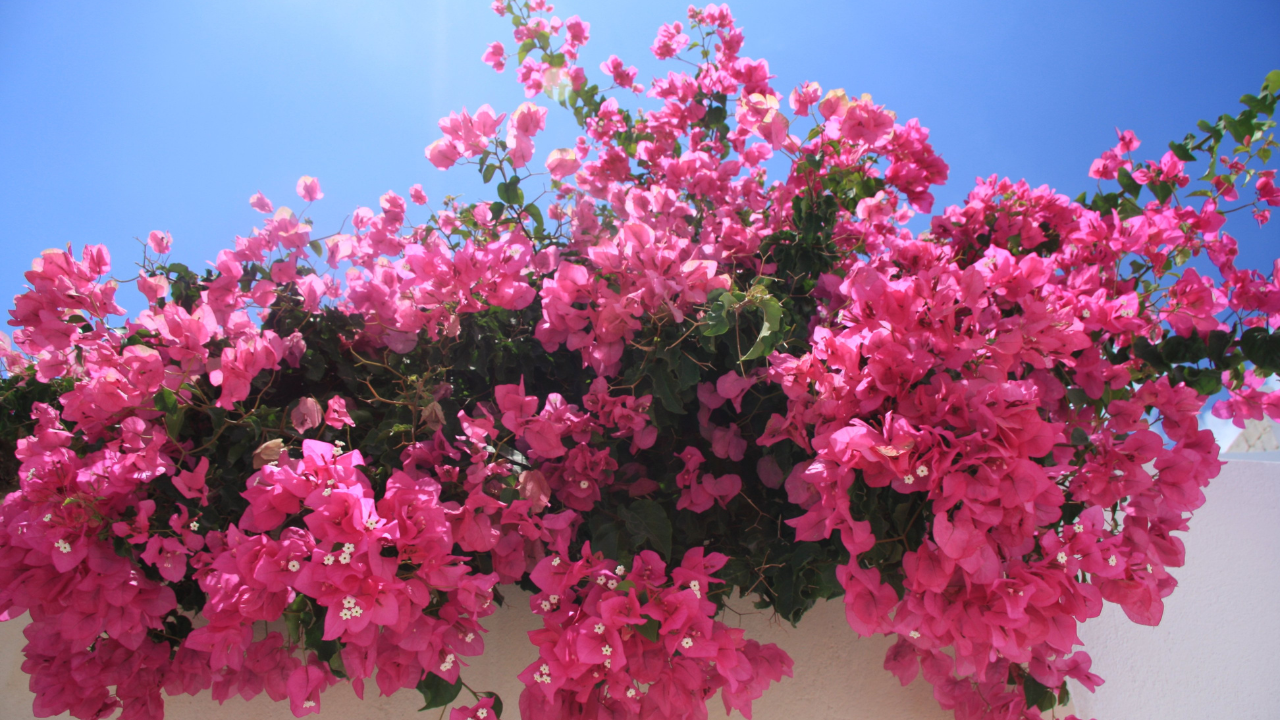 Bougainvillea