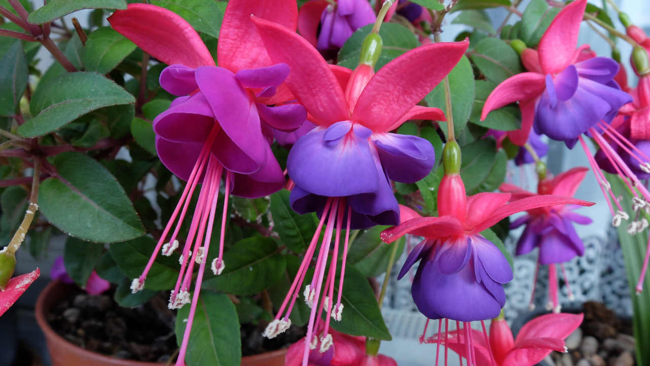 Fuchsias