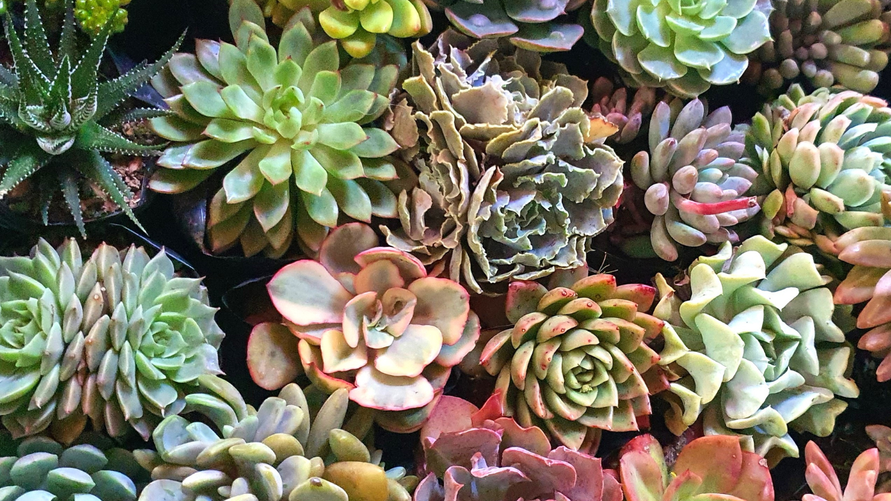 Succulents