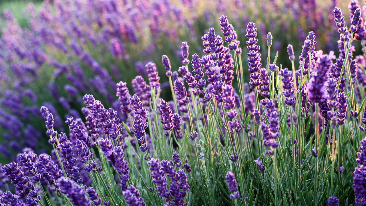 Lavender