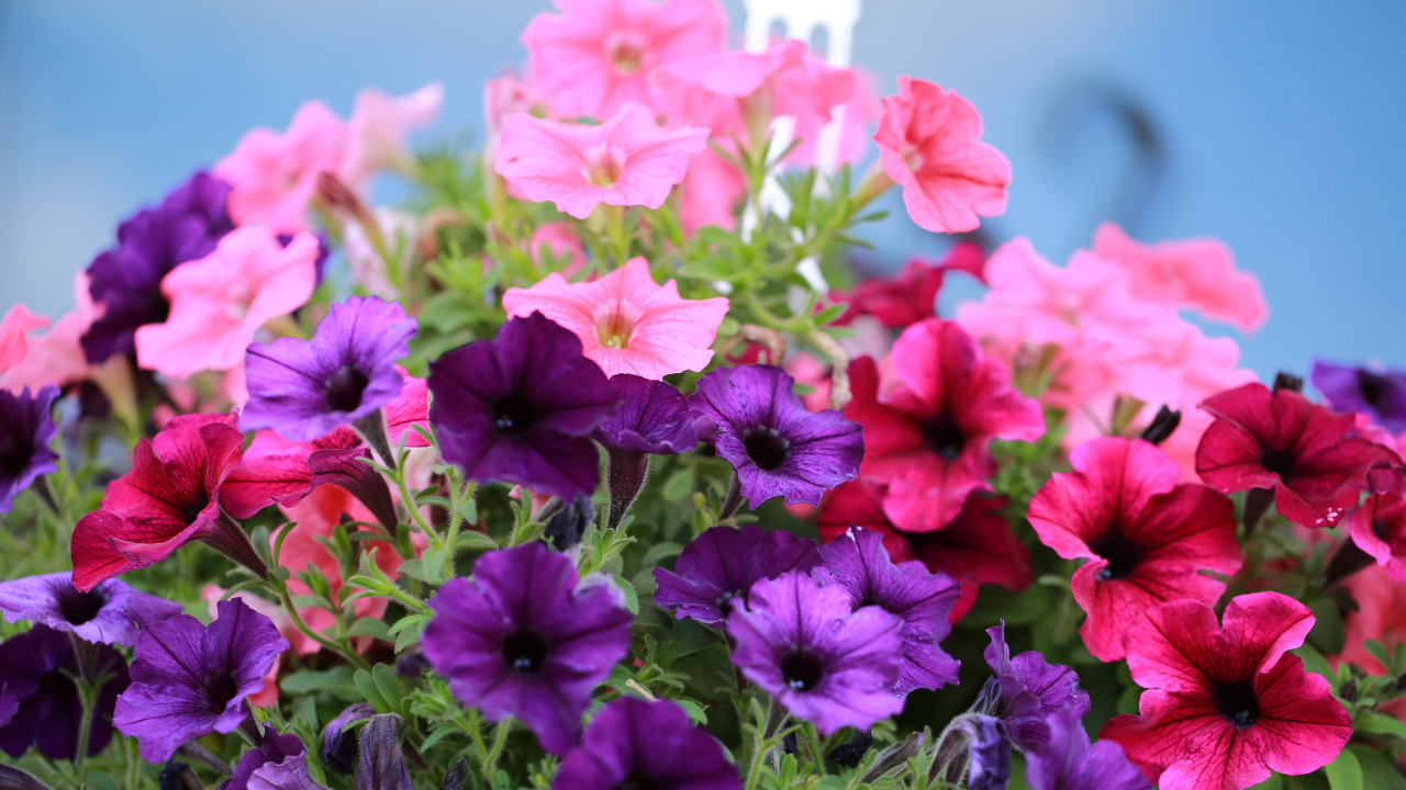 Petunias