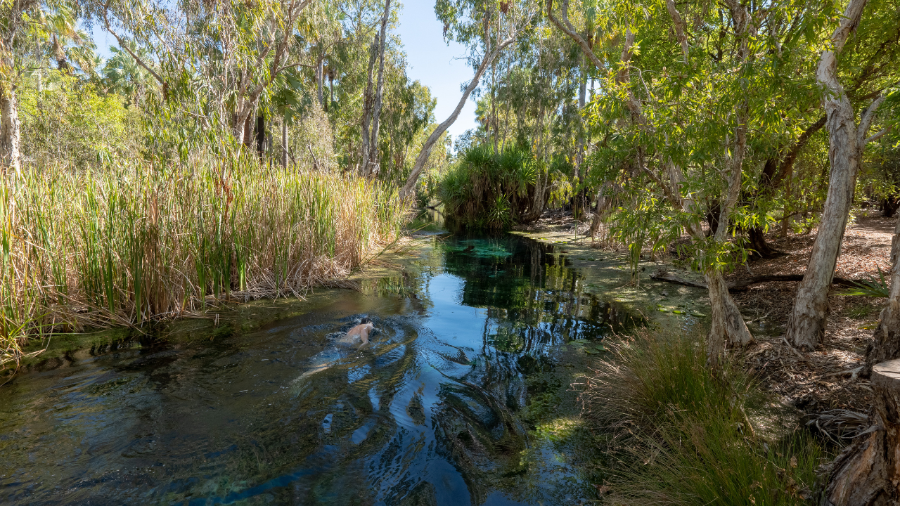 Unwind At Mataranka Hot Springs