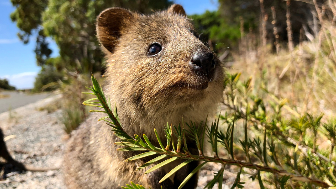 Get A Selfie With A Quokka at Rottnest Island