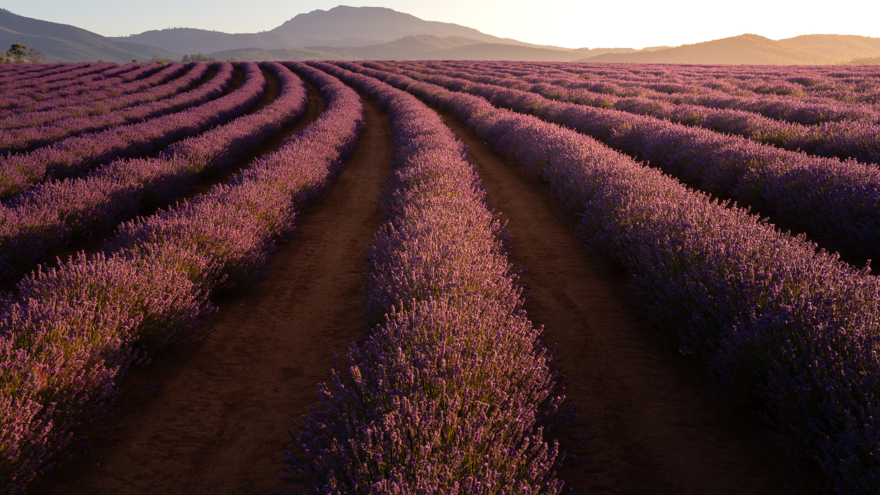 Run Through Fields Of Lavender at Bridestowe Estate