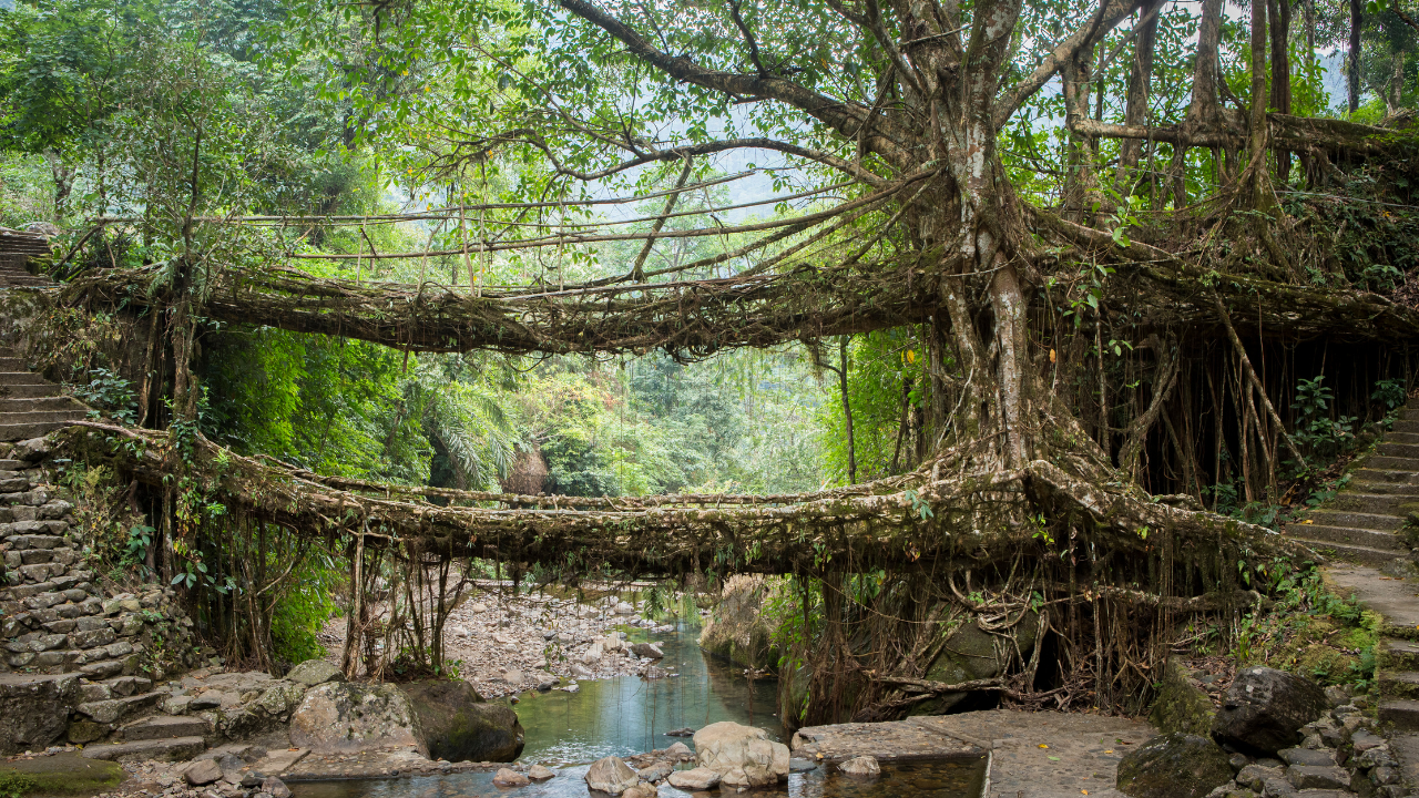 Nongriat Village Meghalaya