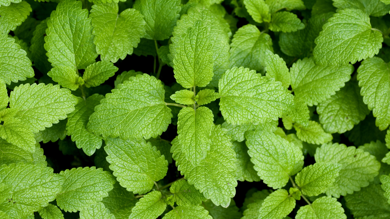 Lemon Balm