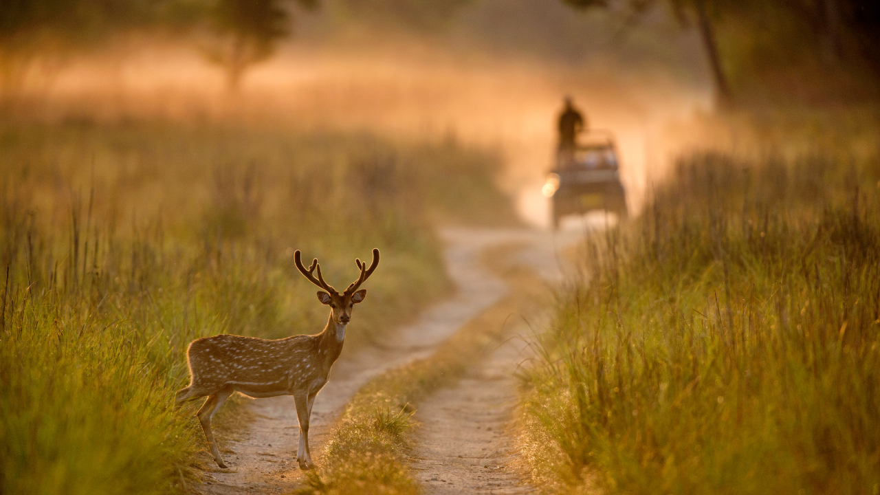 7 Safari Zones in Jim Corbett National Park