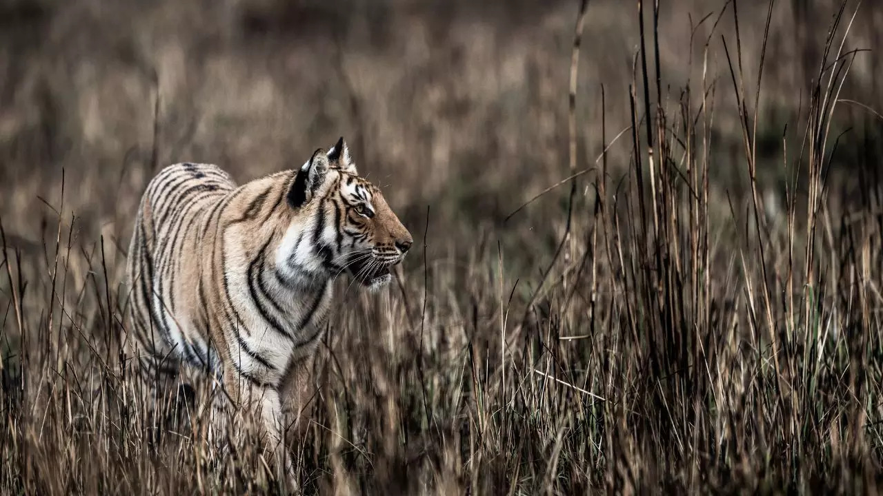 Jim Corbett National Park Uttarakhand