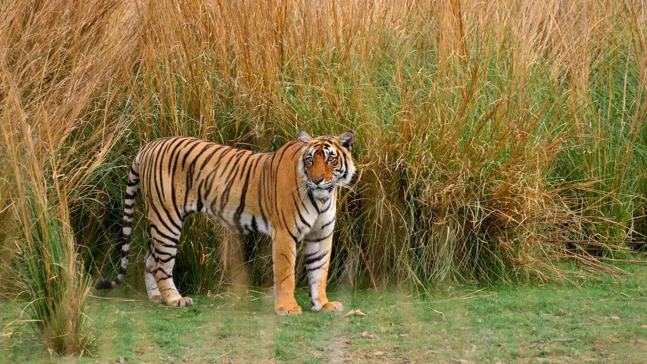 Ranthambore National Park Rajasthan