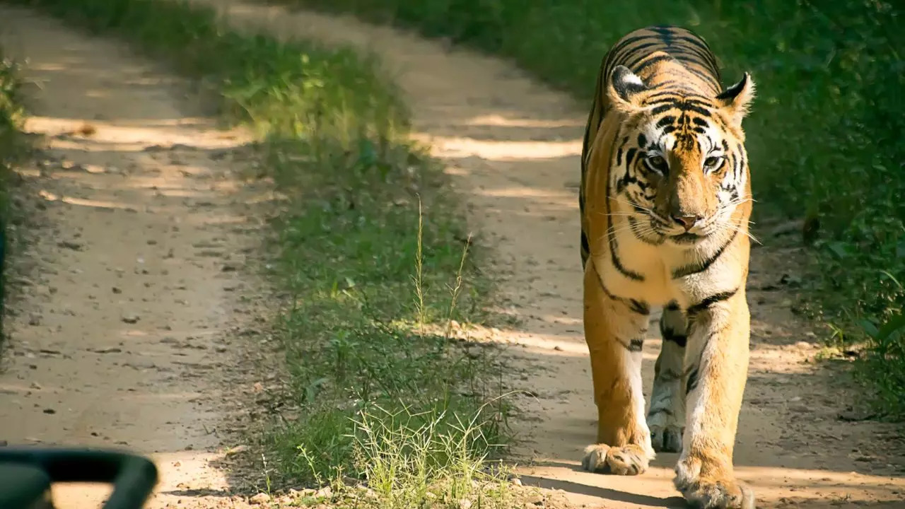 Bandhavgarh National Park Madhya Pradesh