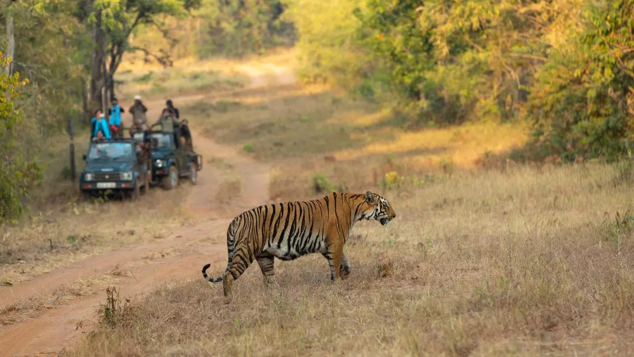 Tadoba Andhari Tiger Reserve Maharashtra