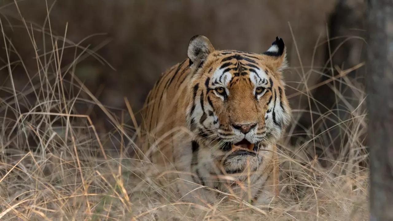 Pench National Park Madhya Pradesh